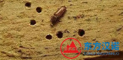 粉蠹蟲（粉蛀蟲）的習(xí)性、防制策略和方案-東方漢諾-北京快訊