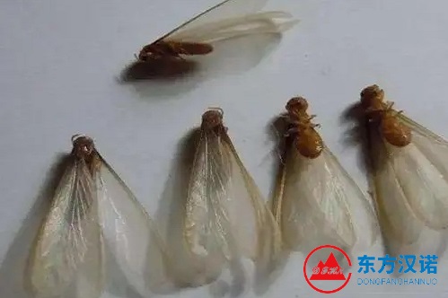 關于白蟻分飛和白蟻防治，看這篇文章就夠了！-東方漢諾-北京快訊