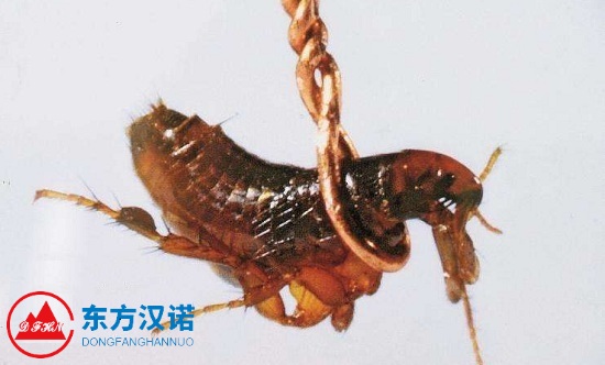 【滅跳蚤公司】東方漢諾—北京快訊