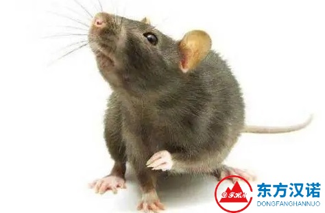 【滅老鼠公司】東方漢諾—北京快訊