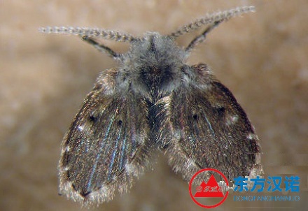 衛(wèi)生間經(jīng)常出現(xiàn)的“小黑蟲”到底是什么？-東方漢諾-北京快訊