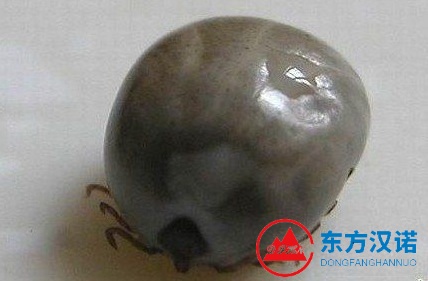 【北京專業(yè)除蜱蟲公司】東方漢諾—北京快訊
