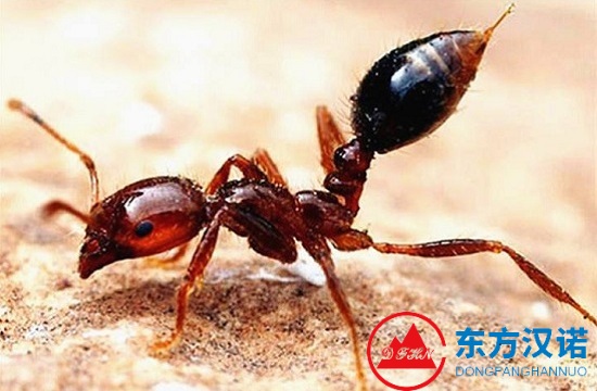 紅火蟻是“殺人蟻”？身材嬌小毒卻強，野外遇見退退退！-東方漢諾-北京快訊
