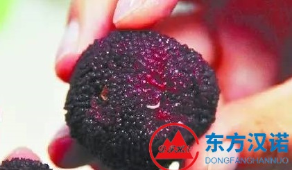 水果伴侶——果蠅是專吃水果的蒼蠅嗎？-東方漢諾-北京快訊
