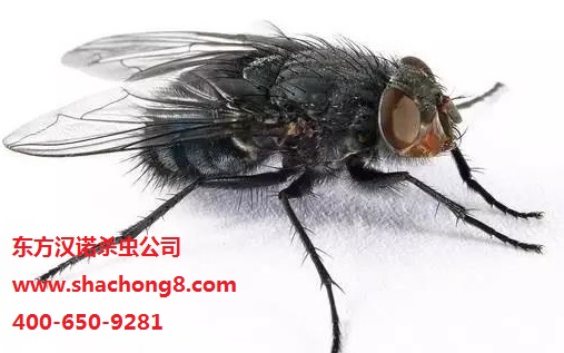【北京專業消殺公司】東方漢諾—北京快訊