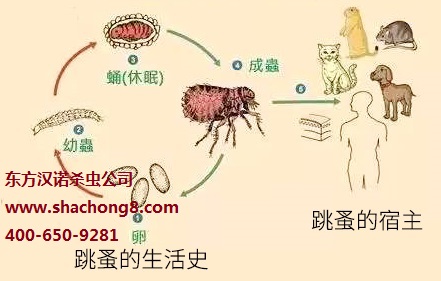 【家里有跳蚤怎么辦？室內滅跳蚤你可以這樣做！—北京專業滅跳蚤公司東方漢諾】