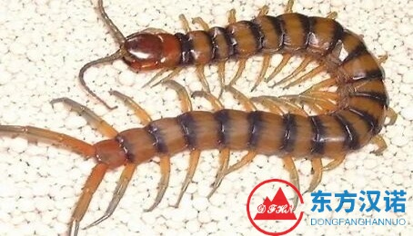 驚蟄過百蟲出，東方漢諾教你怎樣預防鼠蟻蛇蟲蜈蚣呢？-東方漢諾-北京快訊