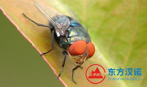 【北京專業(yè)除蠅公司】東方漢諾—北京快訊