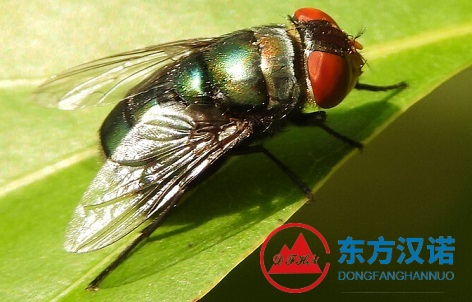 【北京專業除蒼蠅公司】東方漢諾—北京快訊